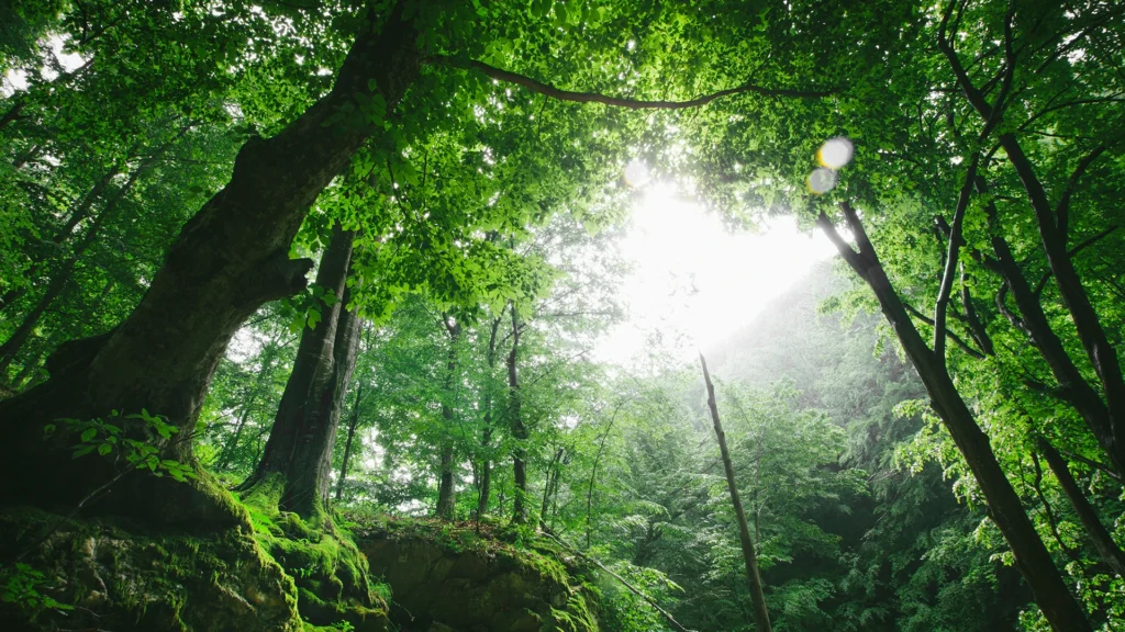 Limiro Hanum Advogados Escritório boutique especializado em Direito Empresarial, Imobiliário e Ambiental. Assessoria estratégica para construtoras, incorporadoras, loteadoras e agroindústria em todo o Brasil